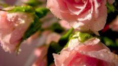 Как вырастить розу из черенка простой способ Как вырастить розу из срезанного цветка в домашних условиях